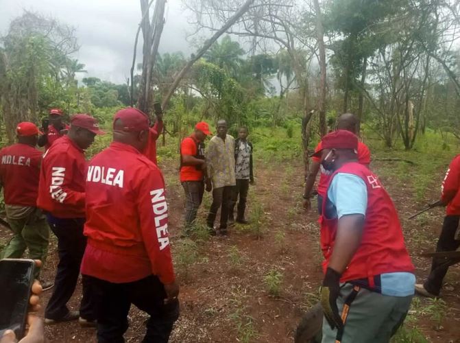 How The NDLEA Arrested 150 Drug Trafficking Suspects In Nasarawa