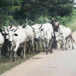 Ondo Amotekun Officers Injured In Clash With Suspected Herdsmen