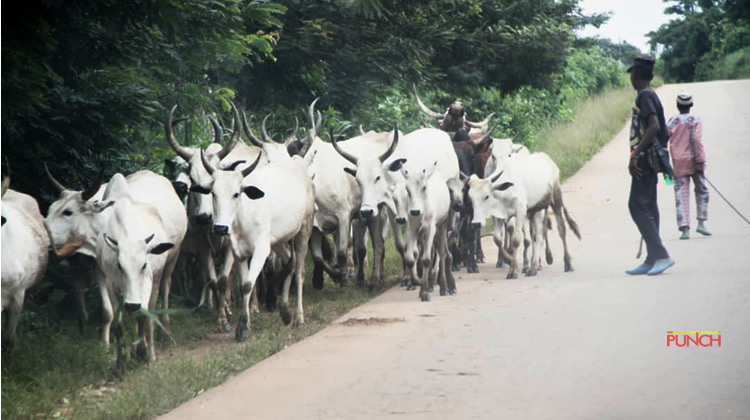 Ondo Amotekun Officers Injured In Clash With Suspected Herdsmen