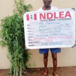 NDLEA Arrests Osun Village Head, Corps Member For Drug Offences (Photos)