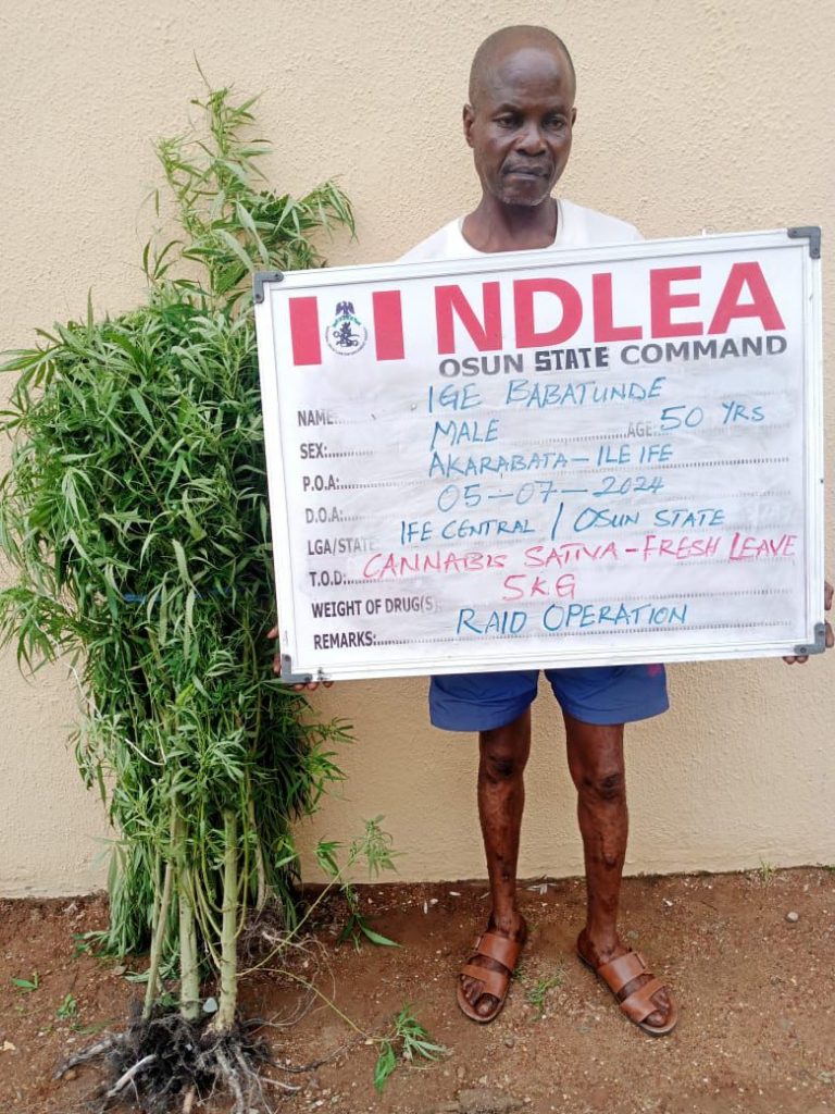 NDLEA Arrests Osun Village Head, Corps Member For Drug Offences (Photos)