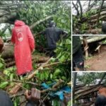 Fallen Trees Kill Four, Injure Many Others In Edo Market