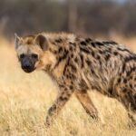 Hyena Escapes From Jos Wildlife Park