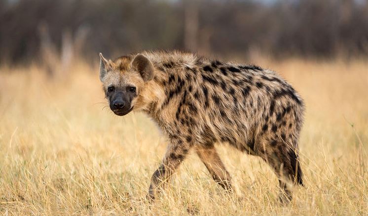 Hyena Escapes From Jos Wildlife Park