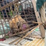 Missing Hyena From Plateau Wildlife Park Captured Alive (Photo)