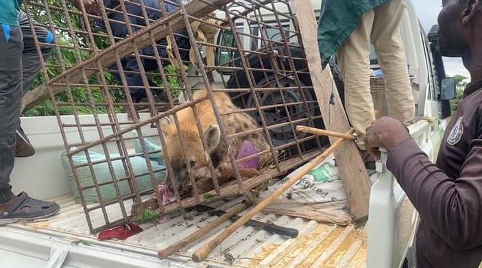 Missing Hyena From Plateau Wildlife Park Captured Alive (Photo)