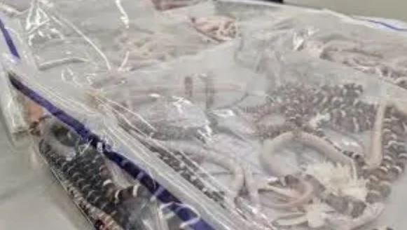 Man Caught Smuggling Over 100 Live Snakes In His Trousers