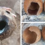 Shock As Rats Manage To Eat Into Hard Shell Of Coconuts Stored By Fruit Seller