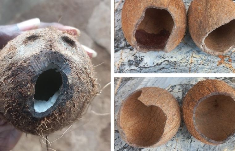 Shock As Rats Manage To Eat Into Hard Shell Of Coconuts Stored By Fruit Seller