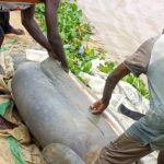 Fishermen Catch And Butcher Marine Animal, Manatee In Bayelsa Community (Photos)