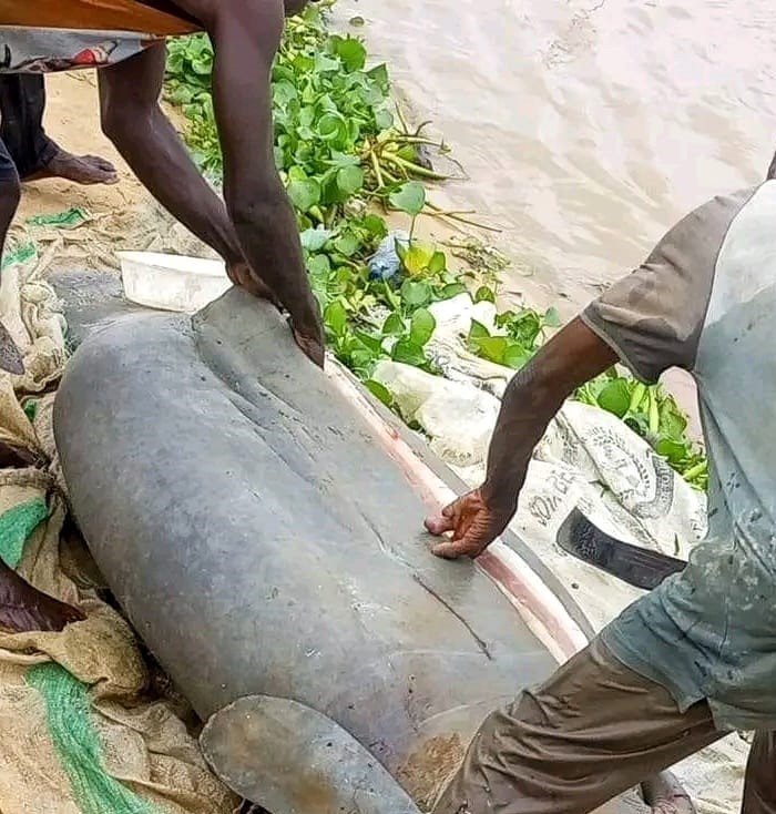 Fishermen Catch And Butcher Marine Animal, Manatee In Bayelsa Community (Photos)