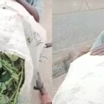 Kaduna Teen Reveals Family Eat Grass To Survive Amid Nigeria’s Economic Crisis (Video)