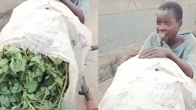 Kaduna Teen Reveals Family Eat Grass To Survive Amid Nigeria’s Economic Crisis (Video)