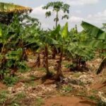 Man Kills His 78-Year-Old Grandfather Over Farmland In Osun