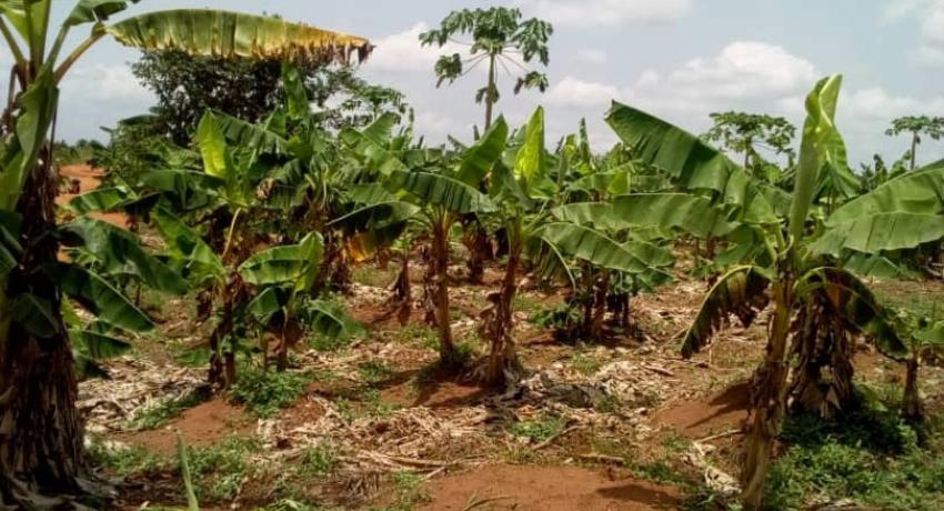 Man Kills His 78-Year-Old Grandfather Over Farmland In Osun