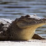 Missing Man Found Inside Crocodile