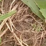 Lifeless Body Of Day Old Baby Found On Niger Farmland