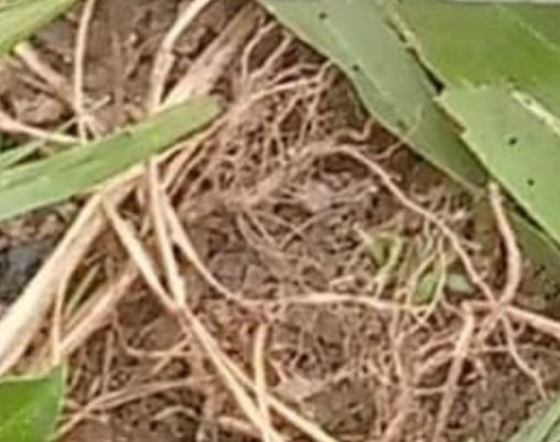 Lifeless Body Of Day Old Baby Found On Niger Farmland