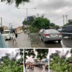 Father And Child Escape Death As Tree Falls On Car In Calabar