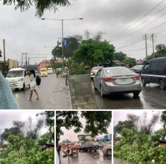 Father And Child Escape Death As Tree Falls On Car In Calabar