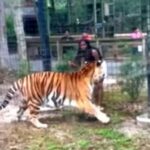 Moment Woman Nearly Had Her Hand Chewed Off By Tiger After Hopping Zoo Fence Into Beast’s Enclosure (Video)