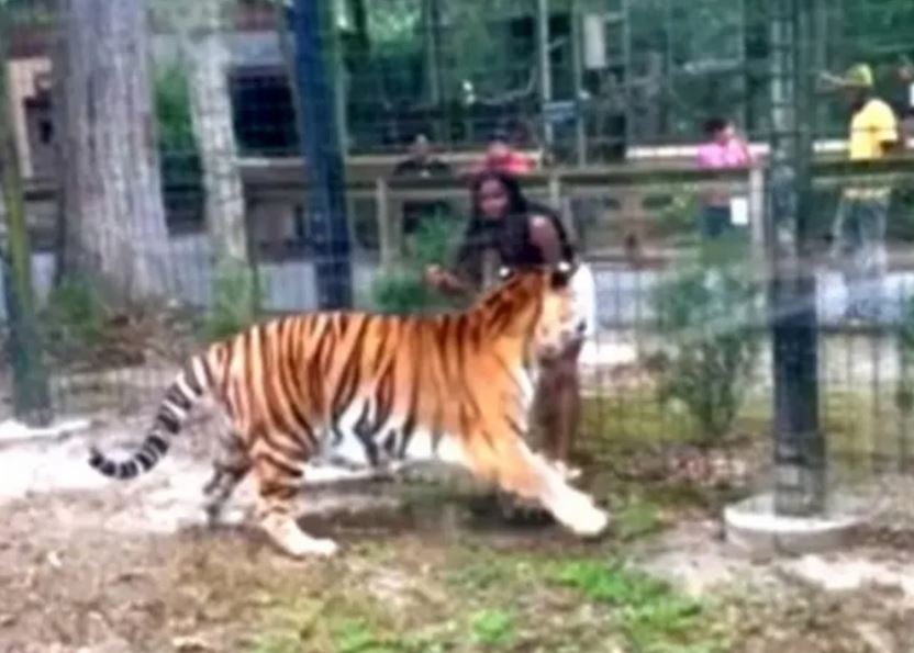 Moment Woman Nearly Had Her Hand Chewed Off By Tiger After Hopping Zoo Fence Into Beast’s Enclosure (Video)