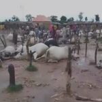 Gunmen In Military Uniform Kill 3 Persons & 100 Cows In Kaduna (Photo)