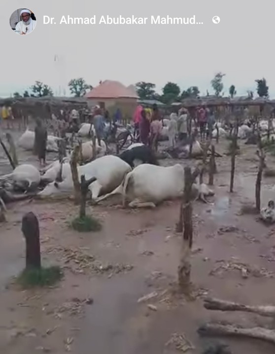 Gunmen In Military Uniform Kill 3 Persons & 100 Cows In Kaduna (Photo)