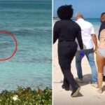 Commotion As Shark Bites Woman’s Hands Off After She Tried To Take A Photo Of It