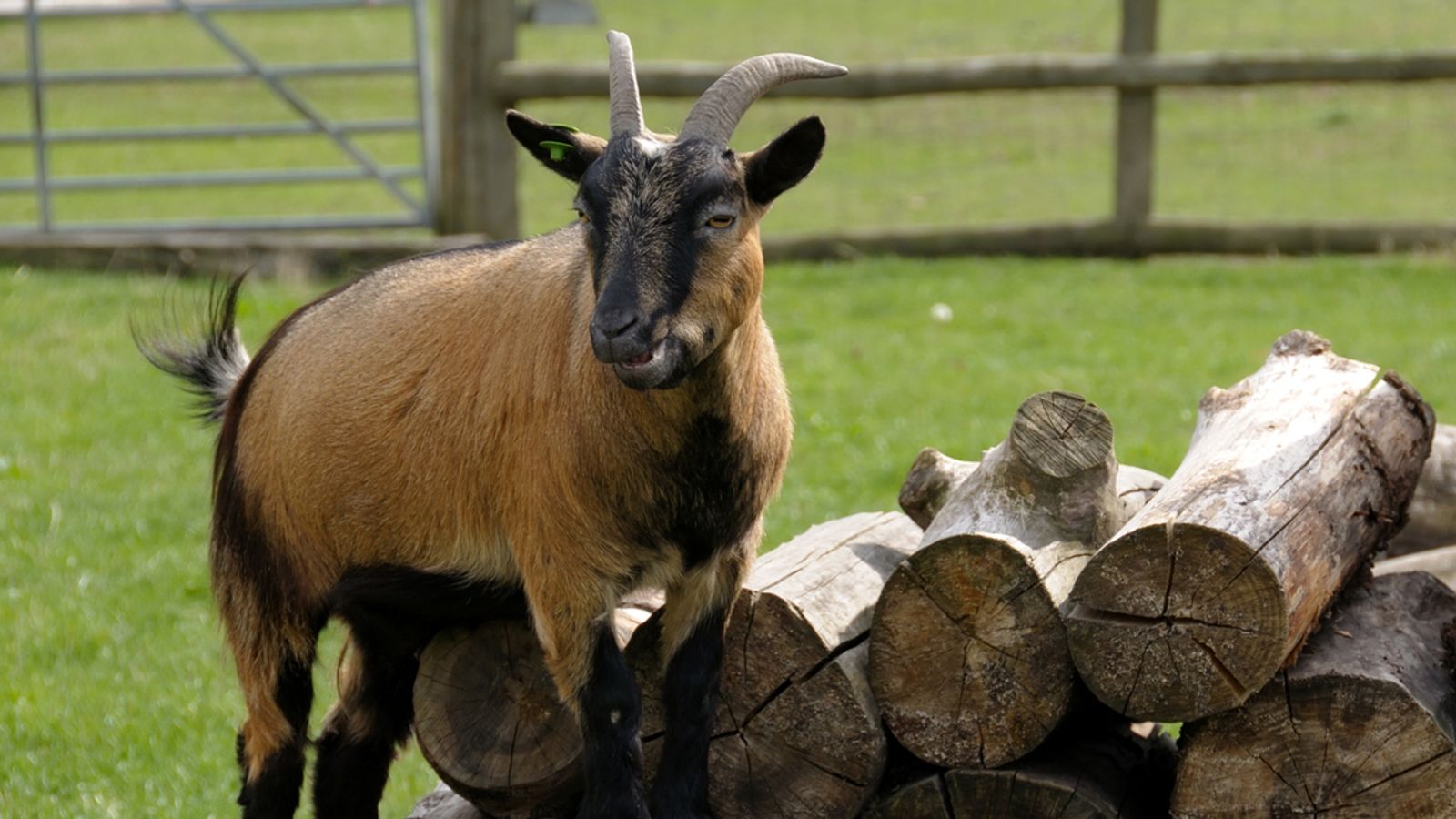 Drama As 2 Men Are Nabbed While Butchering Stolen Goat In Abuja