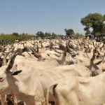 198 Stolen Cows Returned To Rightful Owners In Taraba