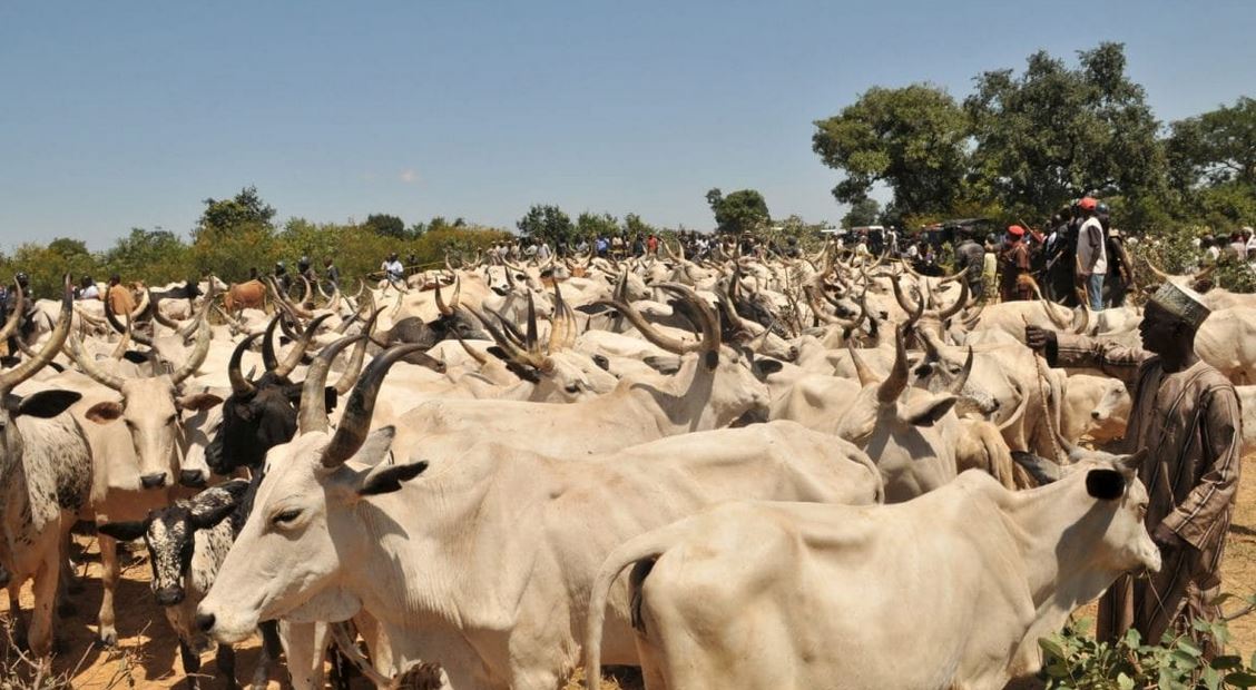 198 Stolen Cows Returned To Rightful Owners In Taraba