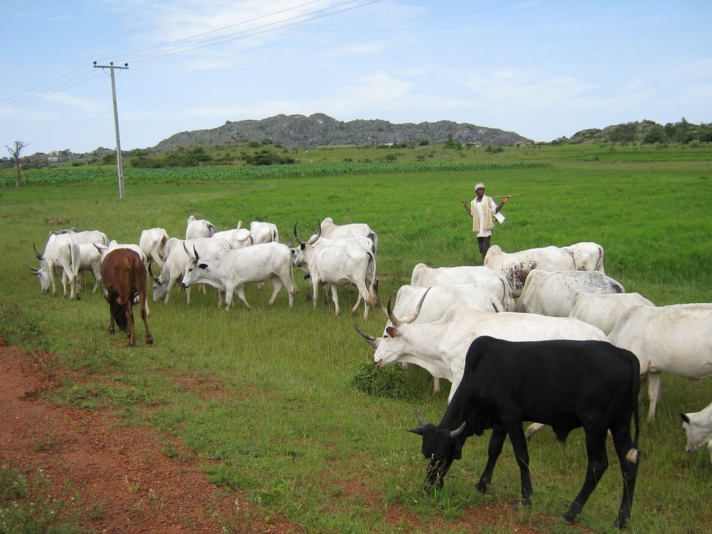 Enough Of This Madness – South-East Youths Give Fulani Herdsmen 48 Hours To Vacate Enugu