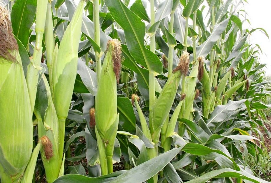 Woman Destroys Maize Farm After She Caught Her Husband Having S3x With His Mistress In It