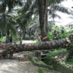 How A Palm Tree Fell And Killed A 40-Year-Old Farmer In Ogun