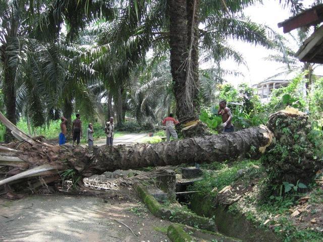 How A Palm Tree Fell And Killed A 40-Year-Old Farmer In Ogun